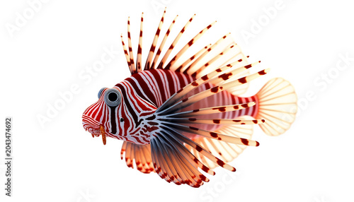 Close up of a red and white striped lionfish isolated on a plain white background isolated on a transparent background