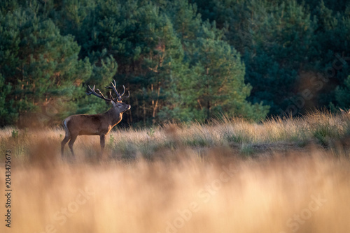 Quadro su tela Proud red deer stag standing in a field at sunset, De Hoge Veluwe National Park, Netherlands