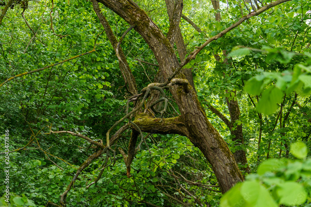 Fototapeta premium Large forest tree with thick twisting branches and rough bark surrounded by dense green foliage in daylight