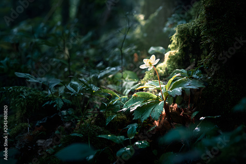 A single white wood anemone flower glows in a shaft of sunlight in a dark, lush forest, surrounded by green moss and foliage, creating a captivating contrast.