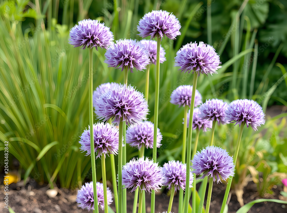 Fototapeta premium Allium