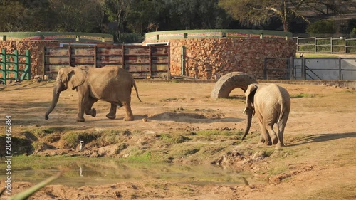 Two elephants walk quickly across zoo enclosure with large waterhole, stone buildings and metal fences
