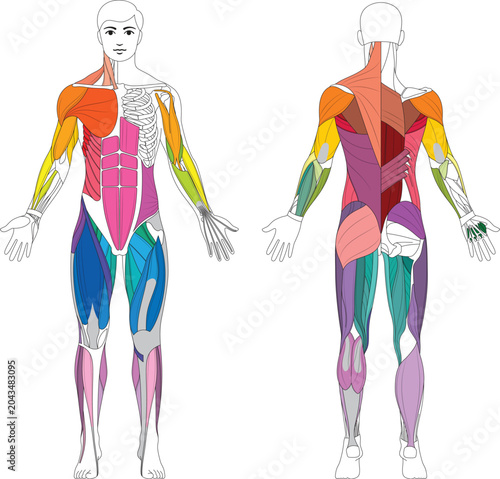 Male Muscular System Anatomy Vector Illustration – Front and Back View