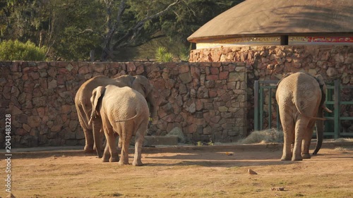 Three elephants eagerly eat fresh leaves and citrus fruit thrown into zoo enclosure