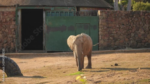 Adult elephant sways head and wags tail near stone building with large metal door