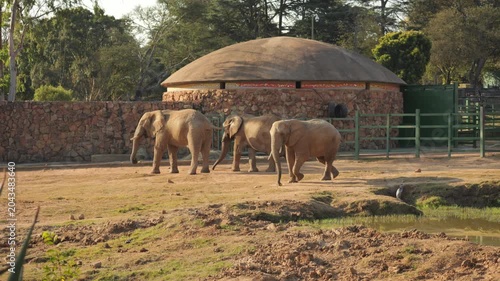 Three African Elephants walk across grassy enclosure at zoo