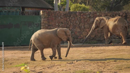 Feeding time in zoo enclosure. Three adult African elephants approach stone wall to eat leafy branches and hay