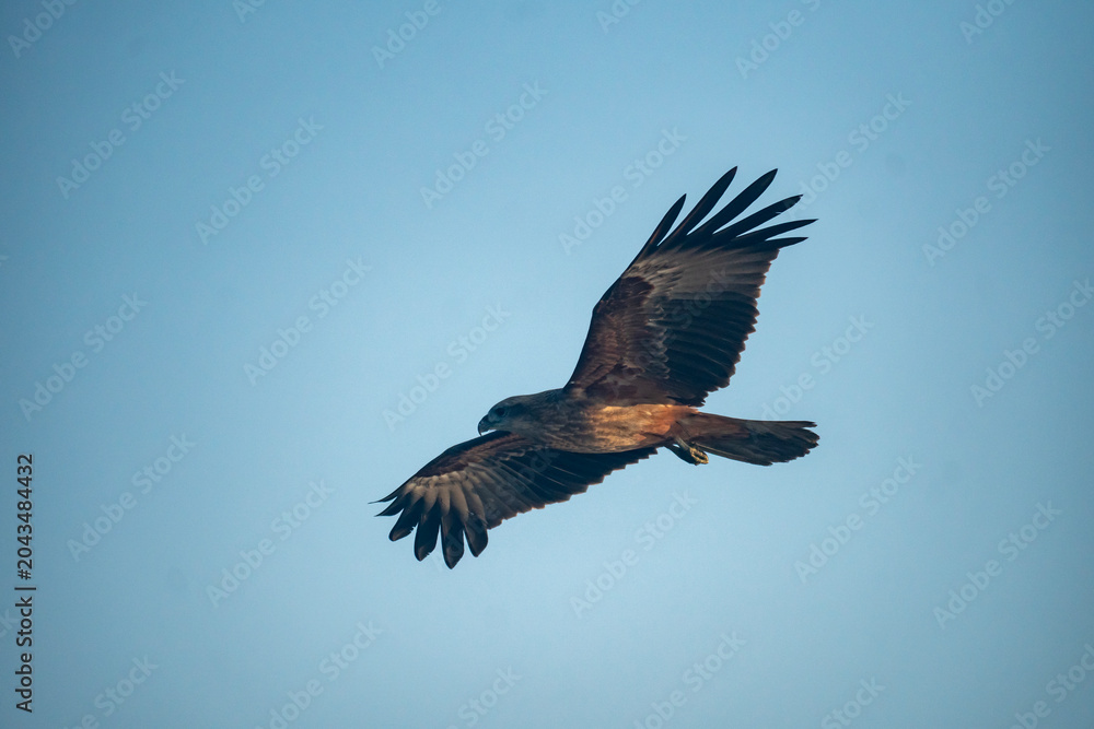 Fototapeta premium A bird of prey in flight with a clear blue sky background