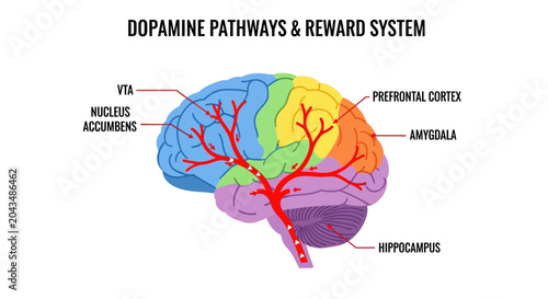 Obraz na płótnie Dopamine Pathways and Reward System in Human Brain.