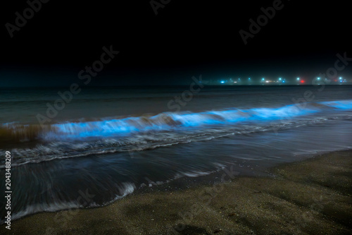 日本神奈川湘南の夜光虫