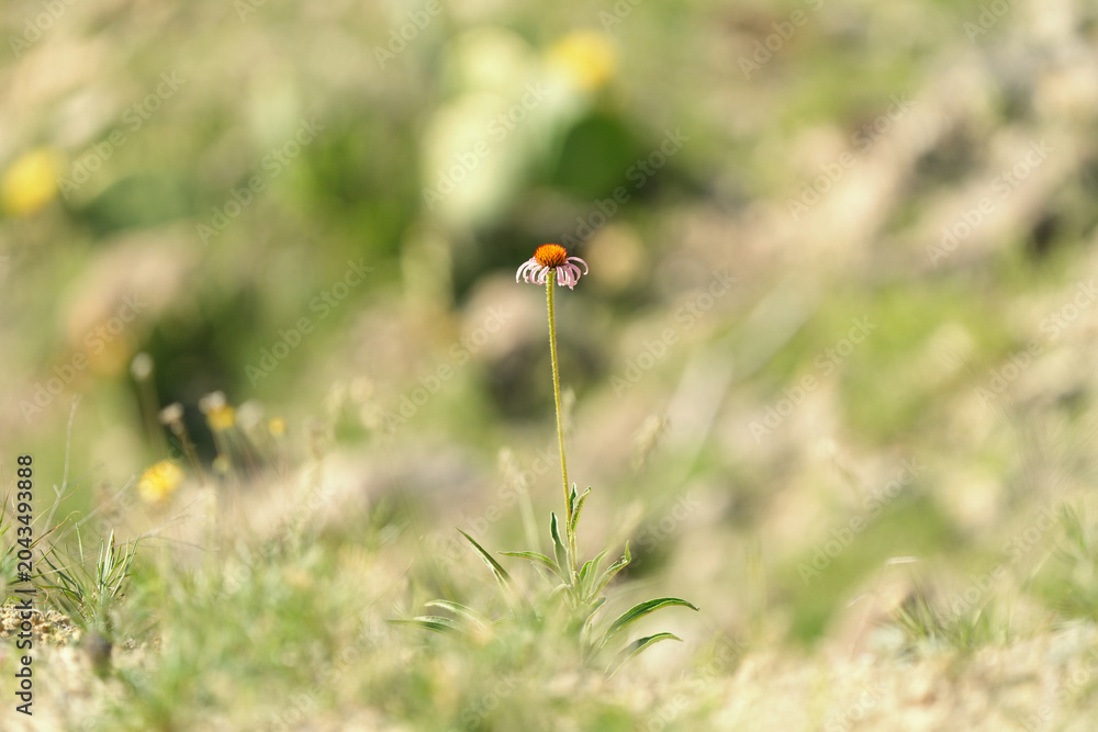 Fototapeta premium Close-up of a lone purple coneflower in a natural Texas field