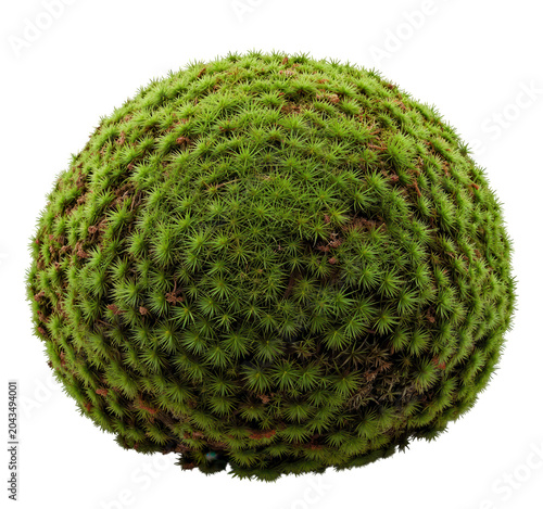 Spherical Moss Ball Green Plant Design Element