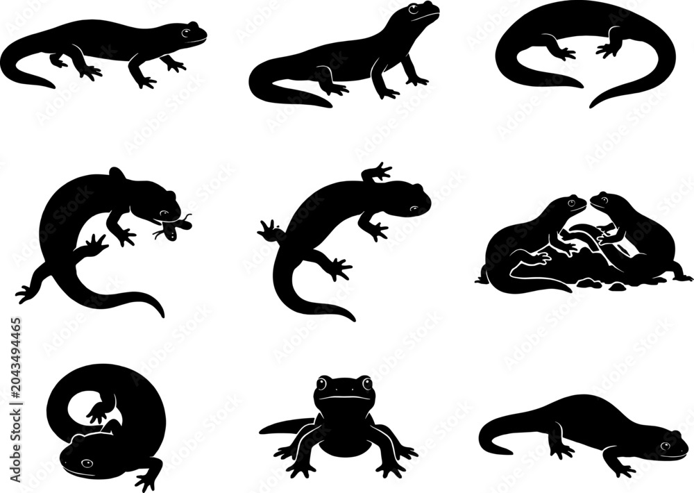 Obraz premium Spotted fire salamander silhouette pack featuring amphibians in various walking and defensive body postures