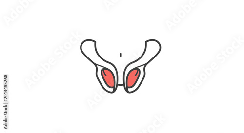 Stylized Human Pelvic Bone Anatomy Illustration