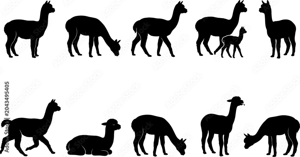 Fototapeta premium Alpaca animal silhouette collection set standing grazing and walking on transparent background