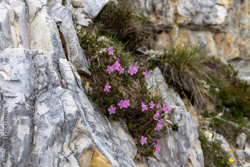 Exploring High‑Altitude Trails in the Alps moss on stone wall