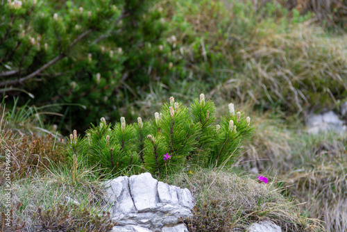 Outdoor Exploration Along a Historic Mountain Route flower in the grass