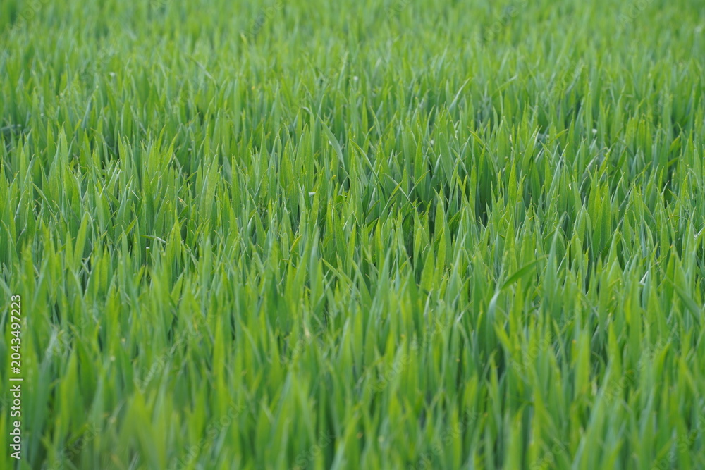 Fototapeta premium Green rice field with tall plants swaying under the sunlight during daytime in a rural area