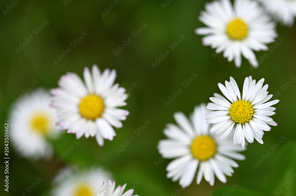 Fototapeta premium Chamomile 
