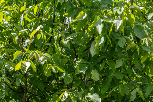Photography Dense green foliage canopy illuminated by natural sunlight closeup