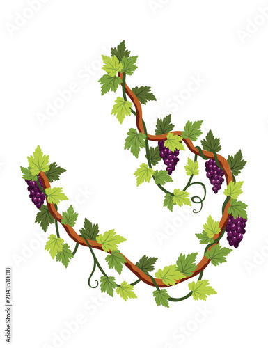 Grape bunch. Cluster of berries and leaves. Grape vine, decorative climbing plant. Fruit, growing healthy food isolated on white background
