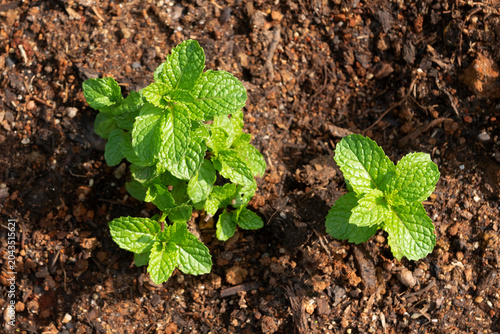 Mint seedlings