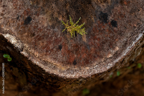Moss growing on top of tree stump