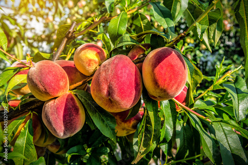 Ripe sweet organic peach fruits on the tree in sunlight