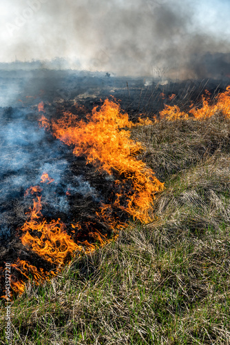 Wild grass fire burning in the country field