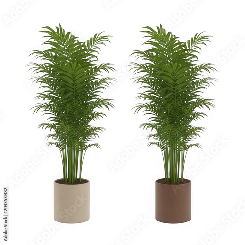 Two potted bamboo plants side by side