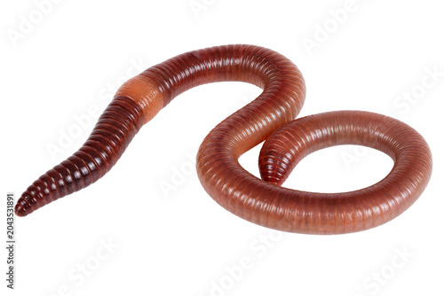 Photos A single earthworm curled on a white background, showcasing its segmented body
