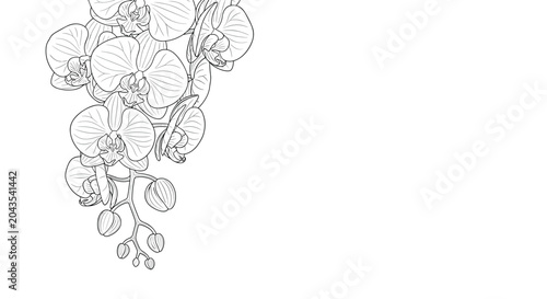 Elegant black and white line art illustration of a lush bunch of orchid flowers and buds cascading from the top corner on a white background.