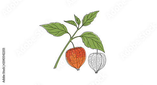 Botanical illustration of a physalis or cape gooseberry branch with green leaves and a bright orange husked fruit on a white background.