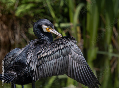 Grand cormoran