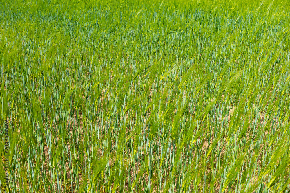 Obraz premium A verdant field of young barley swaying in a gentle breeze creates a vibrant and soothing agricultural landscape under the bright sunshine.