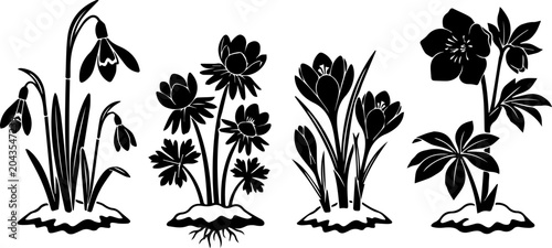 Foto Tarantula Spider Black Silhouette Set Vector Wildlife Insect Halloween Illustrat