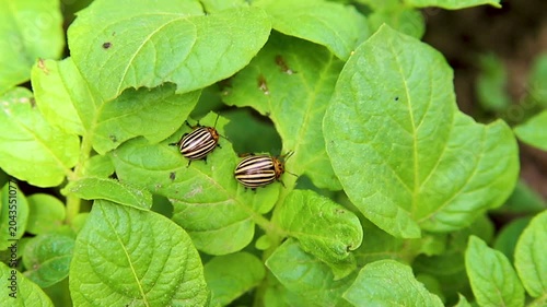 Colorado potato beetle - Leptinotarsa decemlineata on potato bushes. Pest of plants and agriculture. Treatment with pesticides. Insects are pests that damage plants.