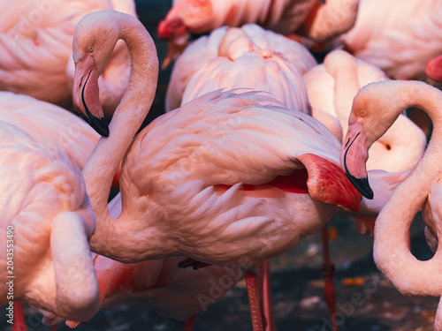 Foto A detailed close up of two pink greater flamingos standing together, revealing bright reddish undertones in their plumage, ideal for a luxury brand banner, lifestyle blog, or cosmetic packaging