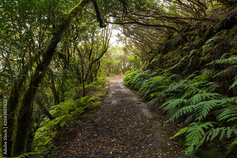 Obraz premium Fern Lined Forest Trail in Anaga Rural Park Tenerife