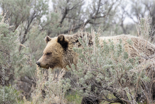 Grizzly Bear in Yellowstone National Park in Springtime