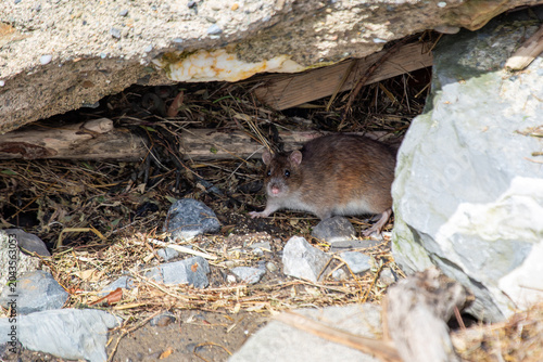 Konstfotografi Brown rat emerging among rocks