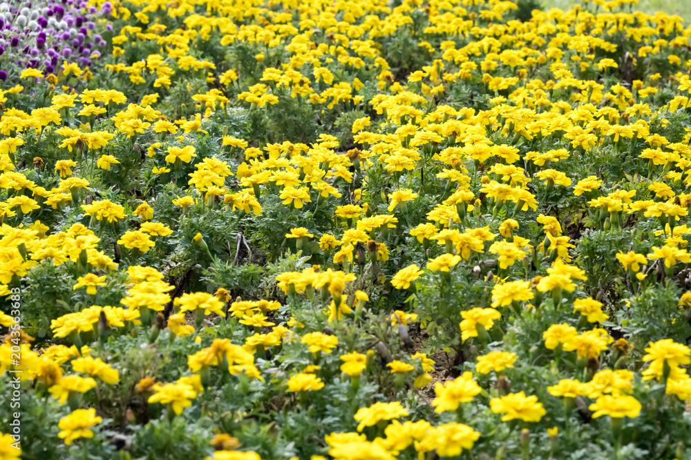 Obraz premium Beautiful French marigold (Tagetes patula) flowers.