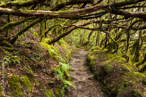 Fotografija Ancient Laurel Forest Trail in Anaga Rural Park Tenerife