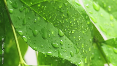 Green leaf raindrop water droplet macro close wet tropical foliage, close up glossy leaf surface after rainfall, fresh natural macro view