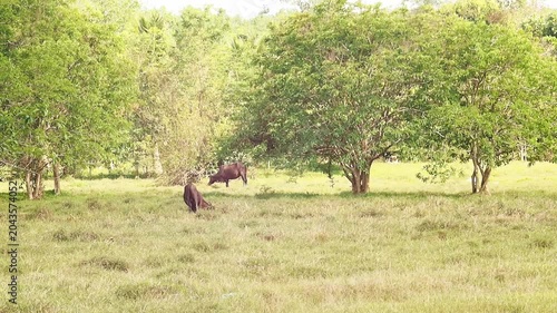 Calm cattle grazing in rural countryside pasture field with green grass, grassland and tree cover, open farm livestock scene