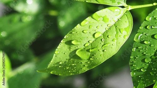 Green leaf with raindrop and water droplet after rain, wet plant macro closeup, botanical foliage freshness, nature texture with soft bokeh