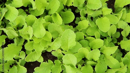 Radish leaves, top view. Growing vegetables in rural areas. Care and treatment of plants. The future harvest.