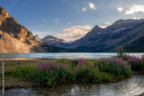 Bow Lake reflecting Canadian Rockies mountains and purple wildflowers