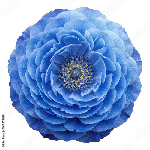 Intricate blue ranunculus flower with many layered petals.