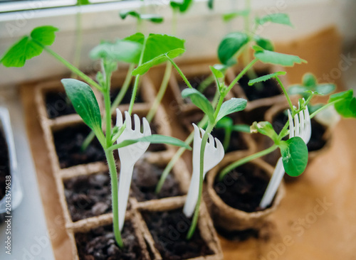 Seedlings of cucumbers in pots. Gardening in the spring season.